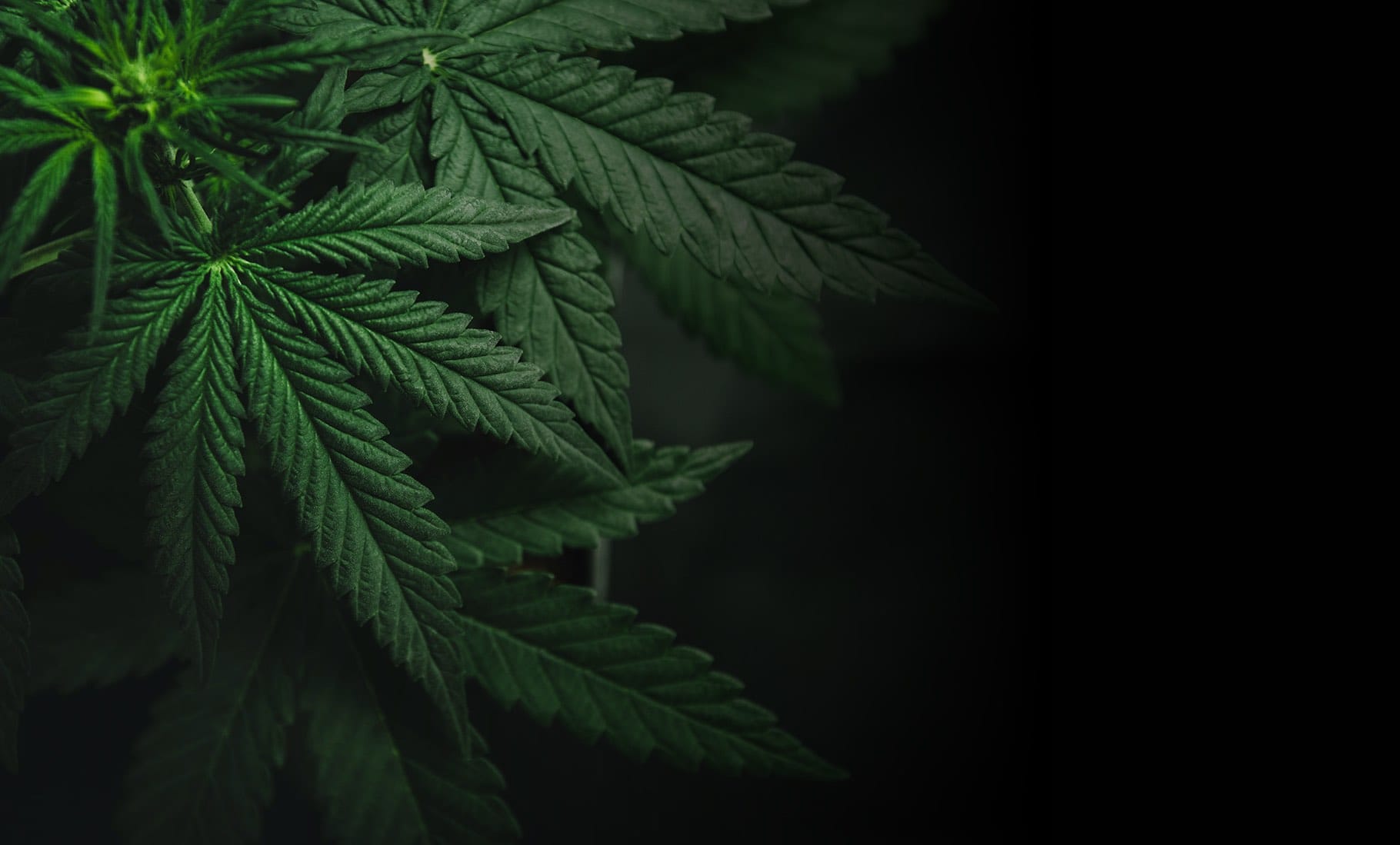 Green Leaf